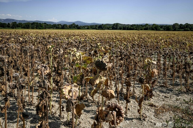 枯れたヒマワリ畑 熱波で気温43度に 仏南東部