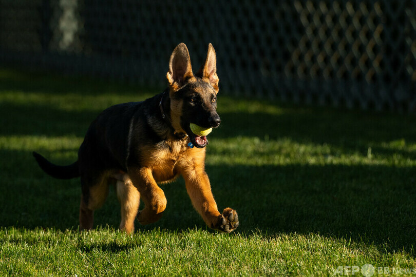 バイデン家の新入り 子犬の コマンダー 写真1枚 国際ニュース Afpbb News