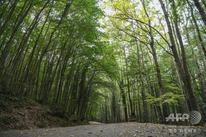 サウジ記者不明、トルコ警察が森を捜索 