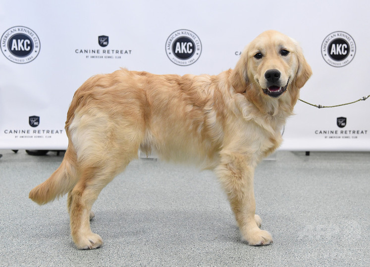 16年米人気犬種 ラブラドルレトリバー 26年連続首位 写真15枚 国際ニュース Afpbb News