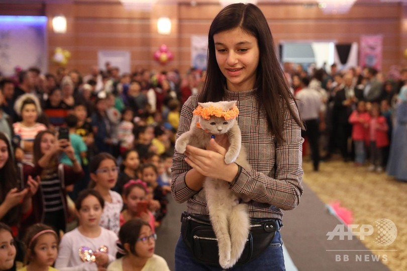キャットウオークに美猫大集合、トルコでコンテスト 写真27枚 国際 