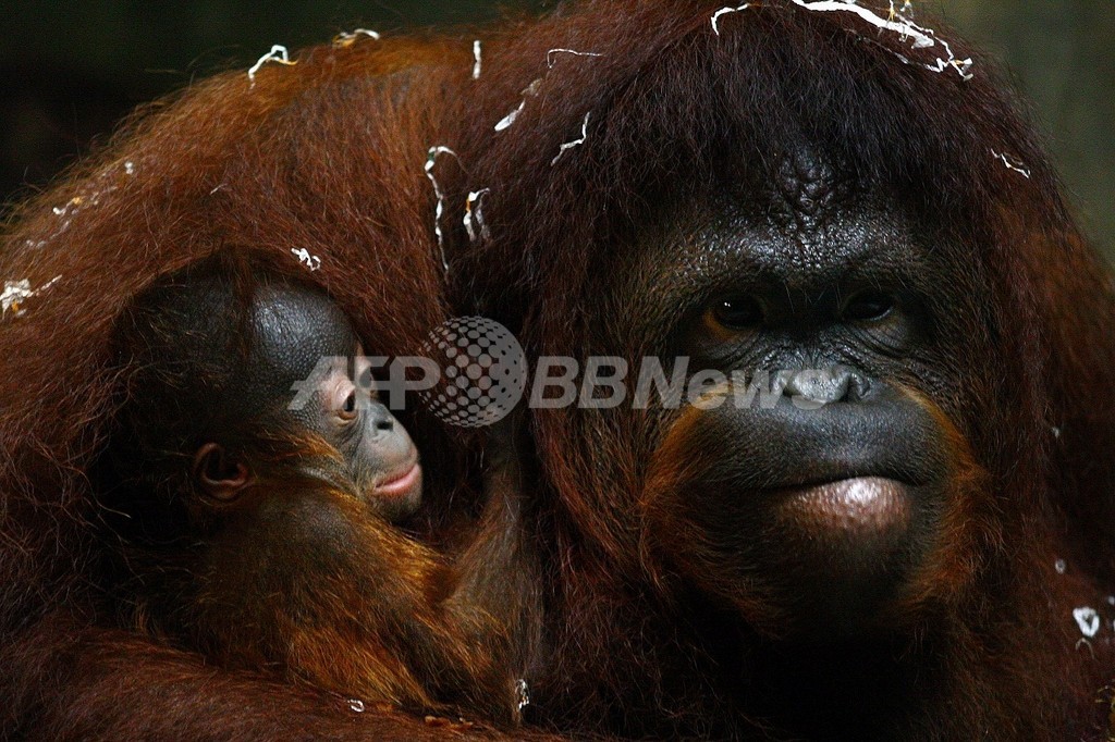 知恵者のオランウータン、木の枝を伝って電気フェンスから脱走 豪動物園 知恵者のオランウータン、木の枝を伝って電気フェンスから脱走 豪動物園