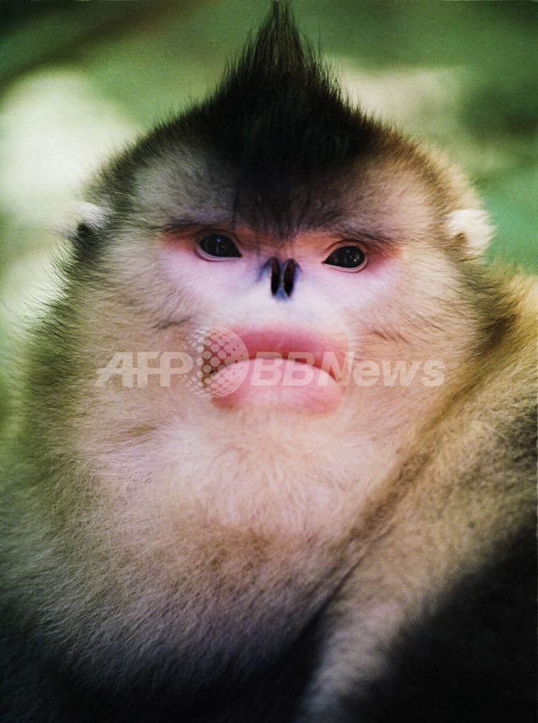 シンガポール動物園 絶滅品種のサルの保護活動に参加 シンガポール 写真1枚 国際ニュース Afpbb News