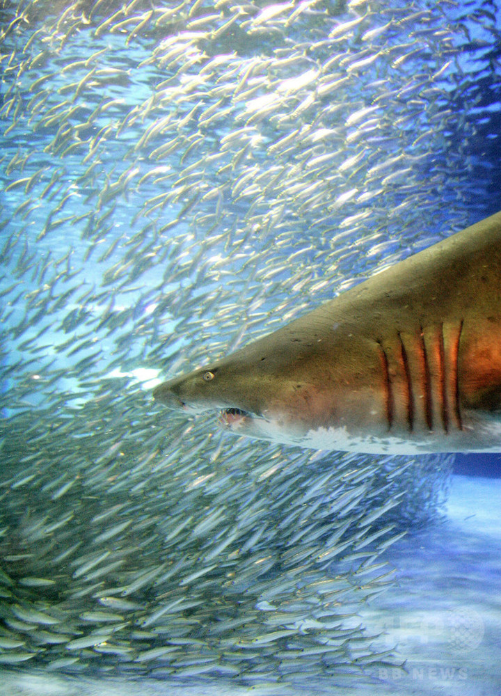 ハワイ沖でサメに脚かまれた男性、クマとヘビにも襲われていた 写真1枚