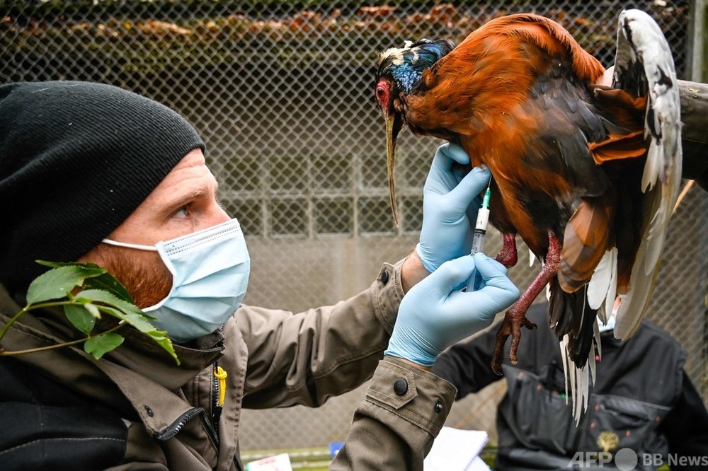 じっとしてて！ 仏動物園、鳥にワクチン投与 鳥インフルに警戒 写真12