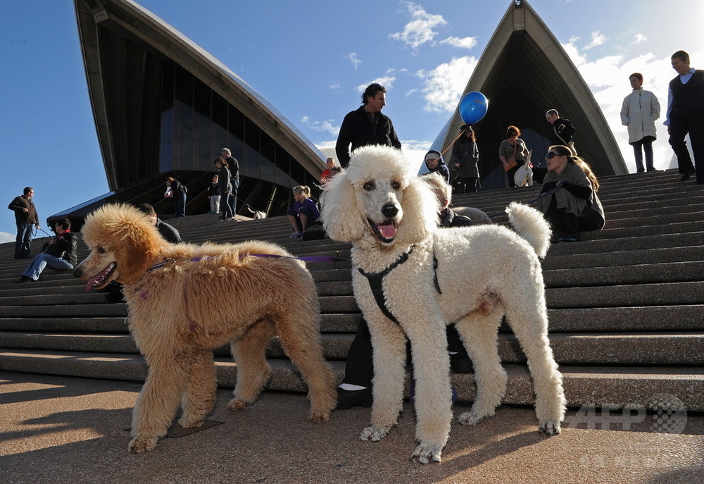 絶滅危惧種の追跡調査に飼い犬を抜てき ふん嗅ぎ分けで生態解明 豪 写真2枚 国際ニュース Afpbb News