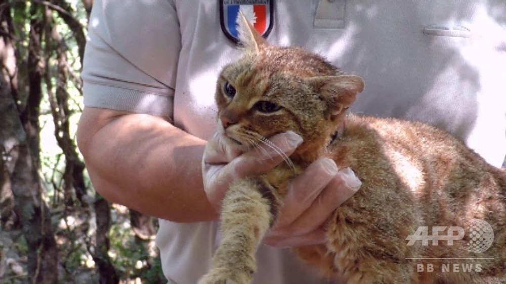 動画 仏コルシカ島で キツネネコ 捕獲 当局は新種と主張 写真1枚 国際ニュース Afpbb News