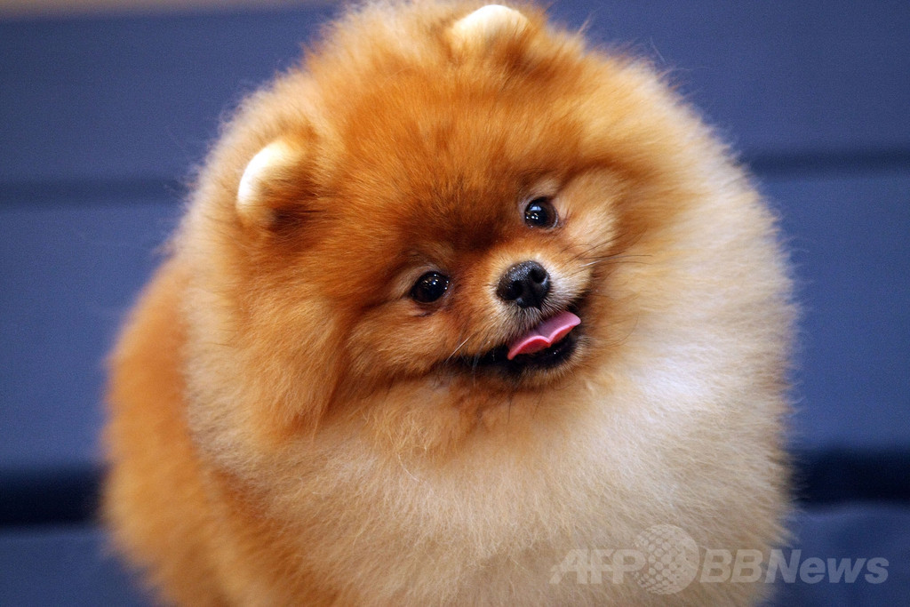 【特集】「美犬」大集合、米ドッグショー写真集
