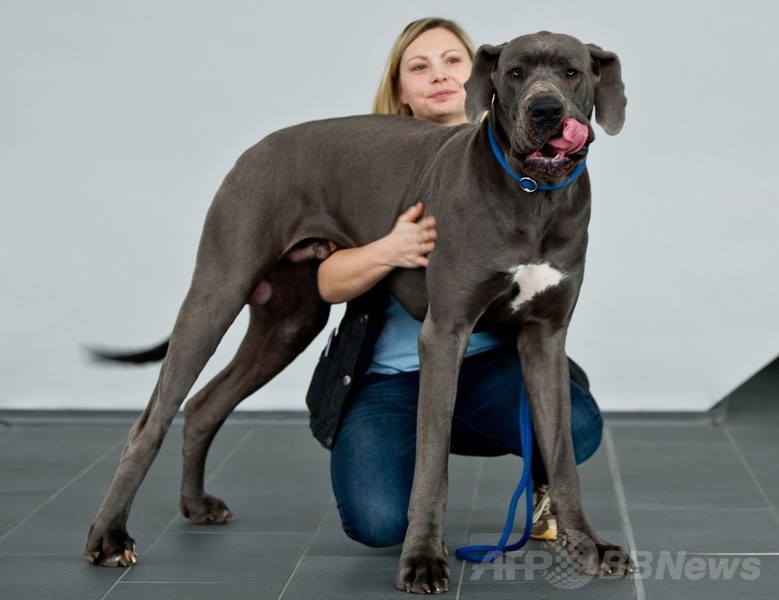 「美犬」が大集合、国際ドッグショーをPR ドイツ