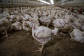 鶏舎で飼育される鶏（2019年10月1日撮影、資料写真）。(c)Wojtek RADWANSKI / AFP