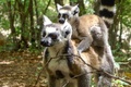 マダガスカルのイサロ国立公園で撮影された、子供を背中に乗せるキツネザル（2016年11月5日撮影、資料写真）。(c)Janine HAIDAR / AFP