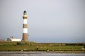 英スコットランド・オークニー諸島ノースロナルドセー島で海藻を食べるヒツジ（2021年9月7日撮影）。(c)Adrian DENNIS / AFP