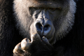 英南東部ケント（Kent）州ポートリム野生動物公園（Port Lympne Wild Animal Park）の雄のニシローランドゴリラ、アムバム（Ambam、2011年1月28日撮影）。(c)AFP/Ben Stansall