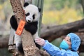 中国・四川省の成都ジャイアントパンダ繁殖研究基地で、正月飾りで遊ぶパンダの赤ちゃん（2022年12月29日撮影）。(c)AFP
