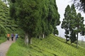 インド東部・西ベンガル州ダージリンの茶農園の山道を歩く人びと（2017年7月7日撮影）。(c)AFP/Diptendu DUTTA