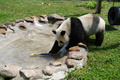 水と戯れるパンダ（2020年6月8日撮影）。(c)CNS/張瑶