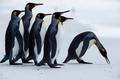 南大西洋の英領フォークランド諸島のオウサマペンギン（2019年10月6日撮影）。(c)Pablo PORCIUNCULA BRUNE / AFP