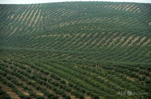 ソーラーパーク急増、スペインの歴史あるオリーブ畑に迫る脅威