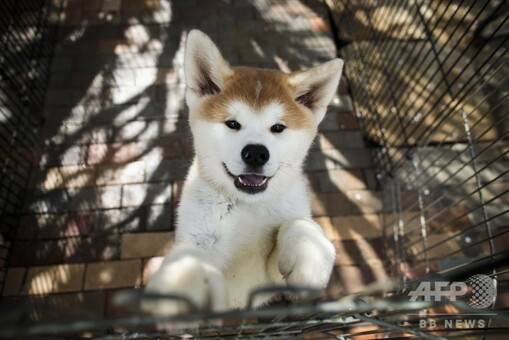 特集】「人間の最良の友」ワンちゃん大集合 写真62枚 国際ニュース