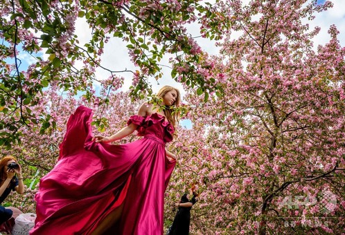 モスクワで桜が見頃に、女性たちが「SNS映え」狙って写真撮影 写真15枚