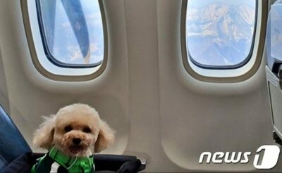 韓国でペット旅行の需要急増…同伴チャーター機・ケーブルカー登場