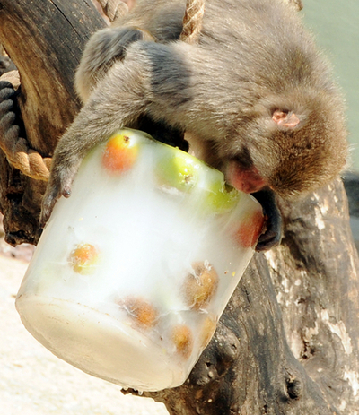 フローズンフルーツでひんやり！ローマのマカクザルたち