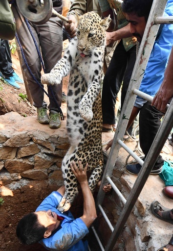乾いた井戸からヒョウ救出、インドの住宅地