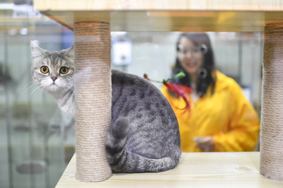 春節でお留守番　ペットも専用「ホテル」へ　中国・広州