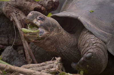 「アフリカ最高齢」のカメが死ぬ、年齢344歳？ ナイジェリア