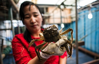 今が旬！ 上海ガニ出荷シーズンを迎える養殖場