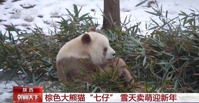 雪の中で新年を祝うパンダ 中国各地の飼育施設で観客が大喜び
