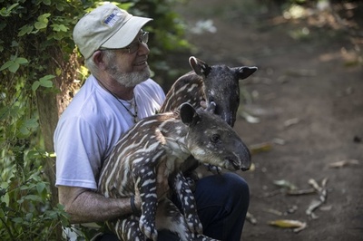 生まれたばかりのバクの赤ちゃん ニカラグア