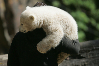 クヌート、無事に生後6か月を迎える - ドイツ