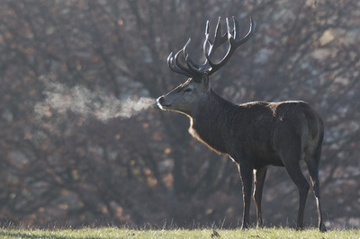 大胆な雄ジカ、猟師の銃を奪って逃走中 チェコ