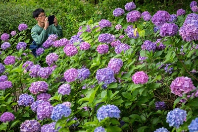 Hydrangea blossoms in Tokyo