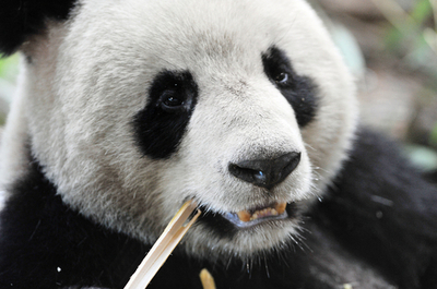 中国から賃与のパンダ、新居は仏ボーバル動物園
