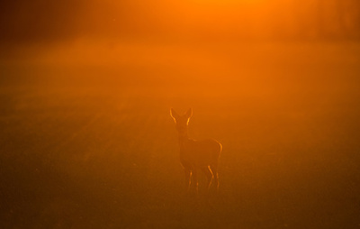 太陽光遮る温暖化対策、生態系破壊の恐れも 研究
