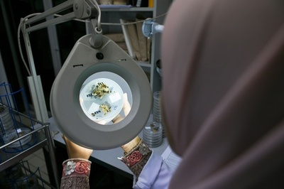 パーム油生産大国マレーシア、アブラヤシの小型品種に希望託す