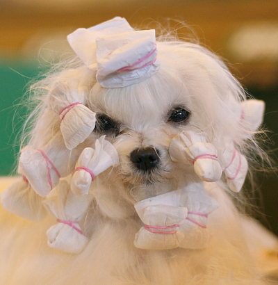 英バーミンガムで世界最大のドッグショー、2万8000匹が集結