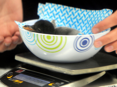 ジェンツーペンギンの赤ちゃん、メルボルンに到着 豪