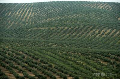 ソーラーパーク急増、スペインの歴史あるオリーブ畑に迫る脅威