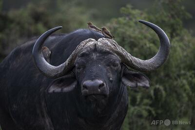 米国人トロフィーハンター、バッファローに返り討ちに遭い死亡 南ア