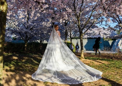 桜のそばでフォトウエディング 米首都ワシントン