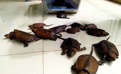 希少種のカメ、靴下に隠して密輸 雲南