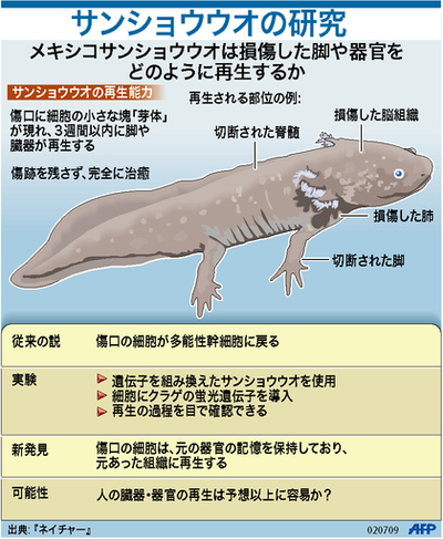 【図解】サンショウウオが脚や臓器を再生するメカニズム、新研究結果