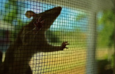 豪東部の農業地帯でネズミ大発生、辺り一面チューチューちょろちょろ