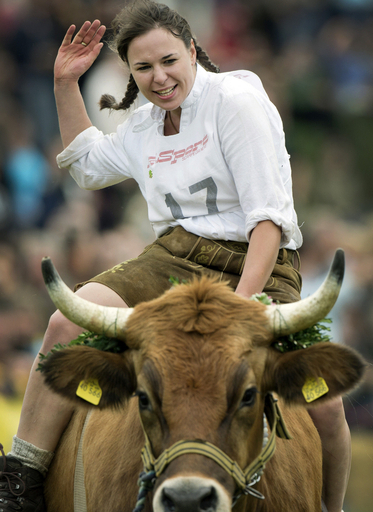 これが意外と速いんです、競馬ならぬ「競牛」 今年で8回目