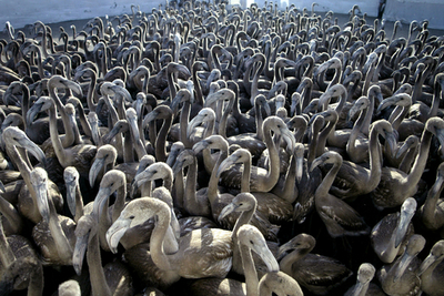 フラミンゴ保護のため、幼鳥にタグ装着