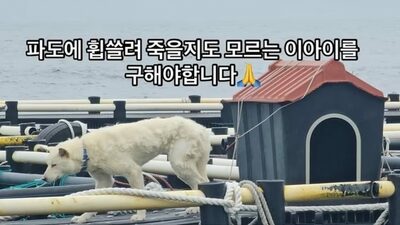 海に浮かぶ養殖場に2週間も…珍島犬をつなぎ放置、韓国で怒りの声噴出