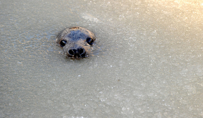 見るだけで寒い！氷の中のアザラシ ドイツ